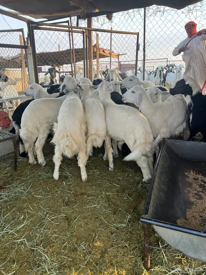 خرفان 0