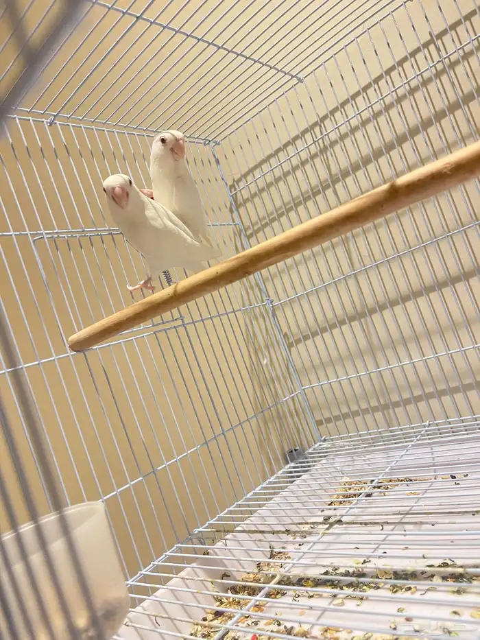 أزواج روز تم البيع 0