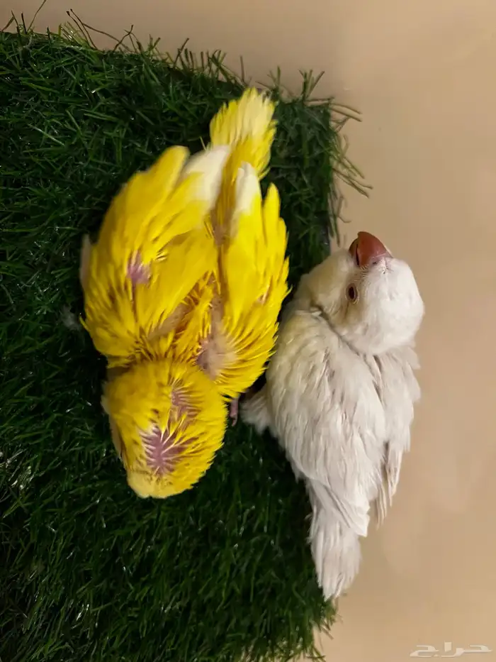 فرخين كويكر غر 1