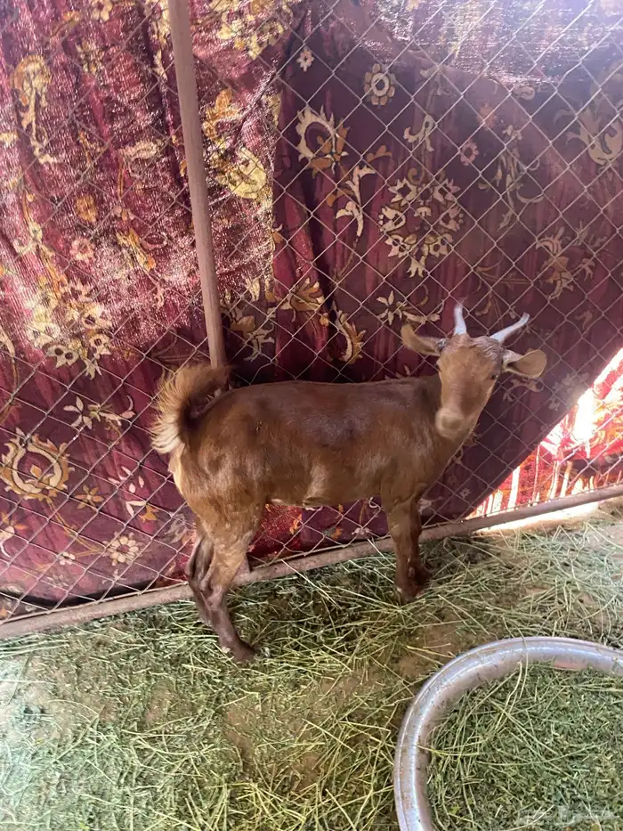 عناق كفو 1