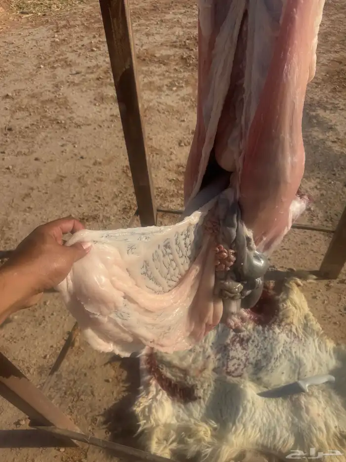طليان حريه وتيوس 5