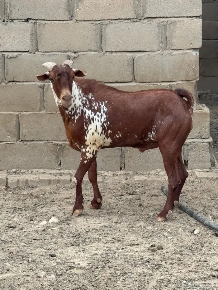 تيس اوشح فحل 1