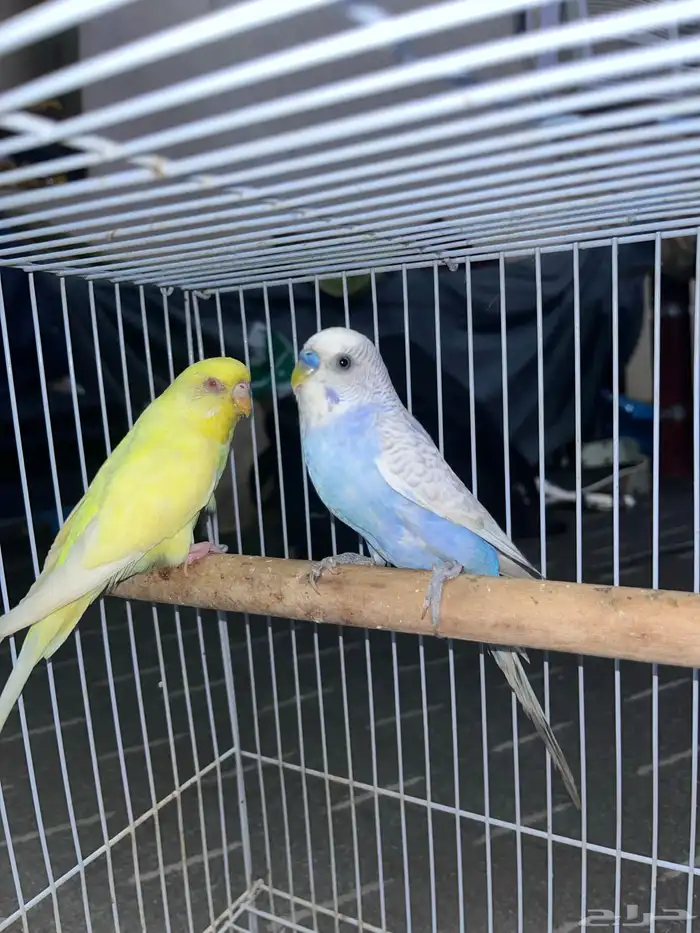 طيور باجي ذكر وانثى صحه ممتازه 1