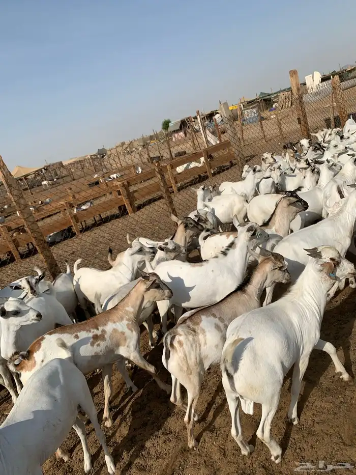 اهل الخميس جاكم المستورد المربى تيوس 1