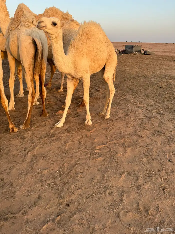 قعود 3