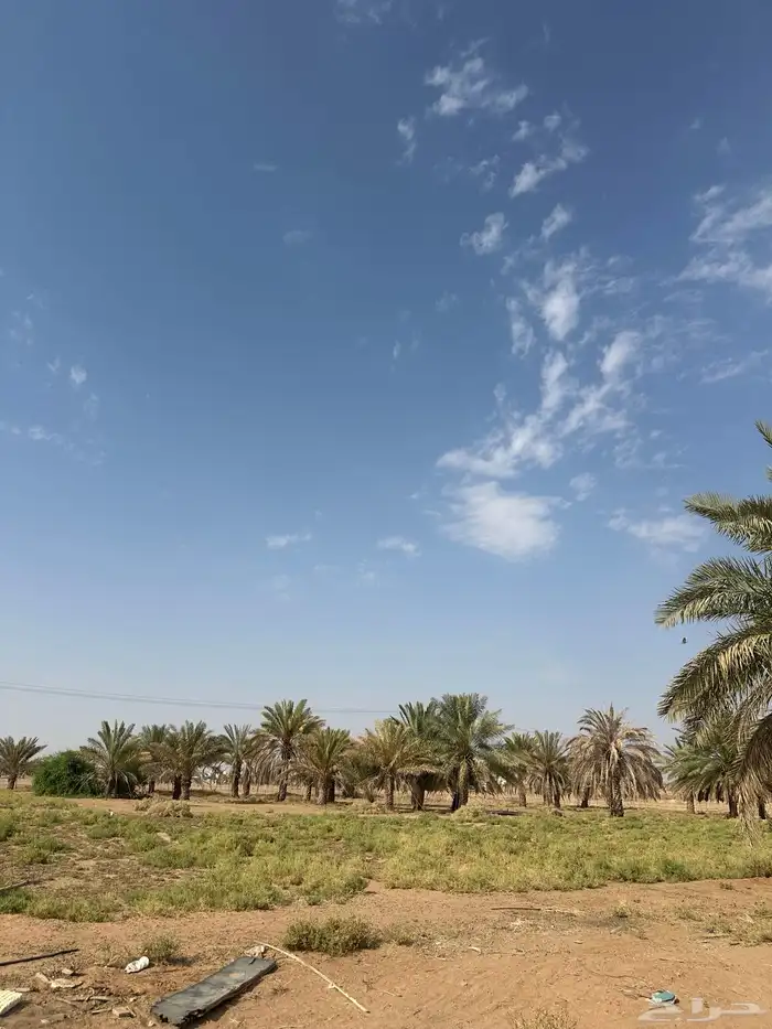 نخل منوع للبيع 1