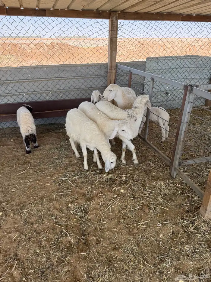 طليان حريه وتيوس 2