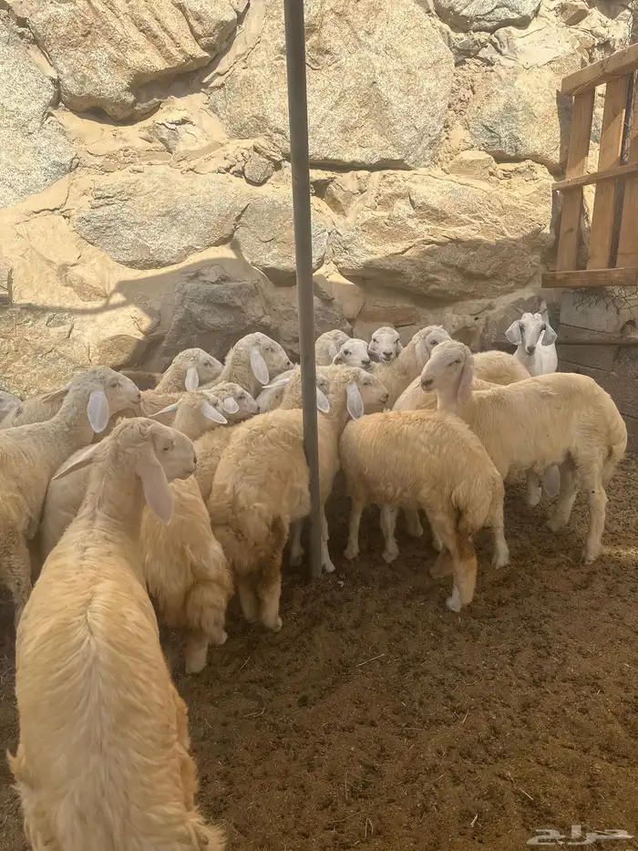 طليان ورخال ذبايح بر شرط 1