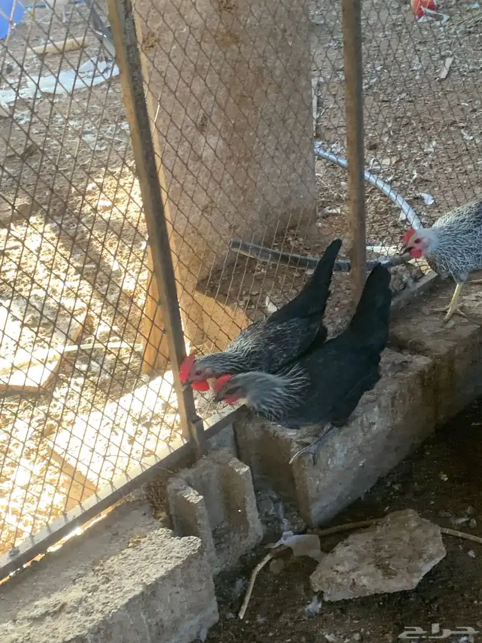 دجاج بلدي 10
