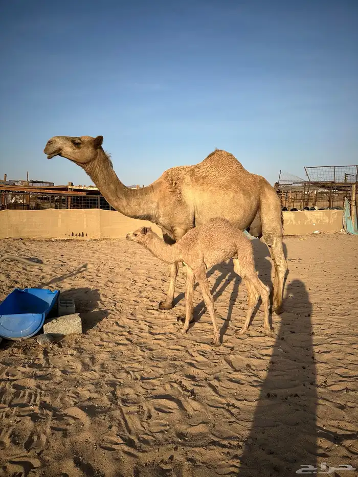 ناقه شماليه خلفيه 1