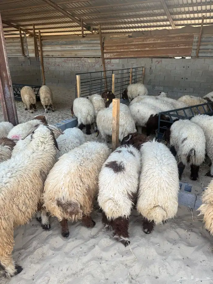 غنم نعيم بلدي 2