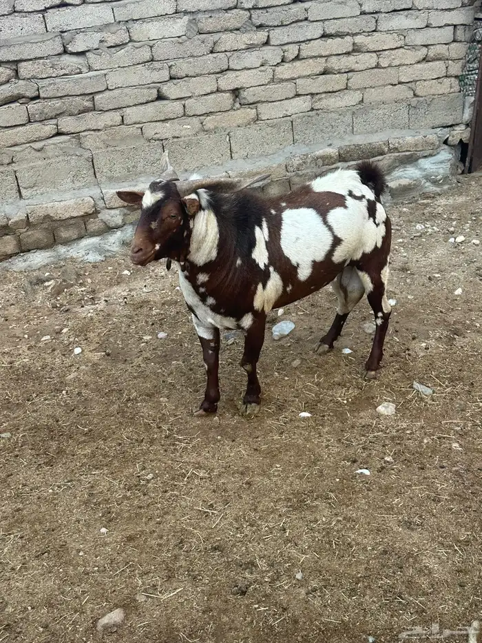 تيس 1