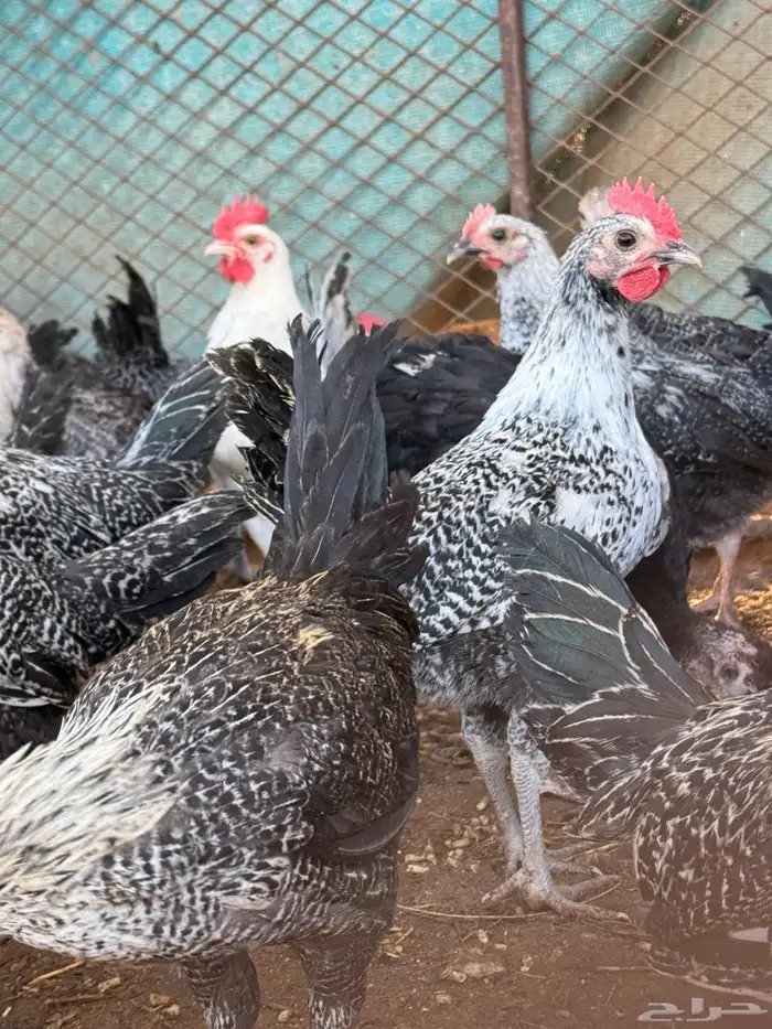 فراريج ديكه ماشاءالله الصحه شرط 2