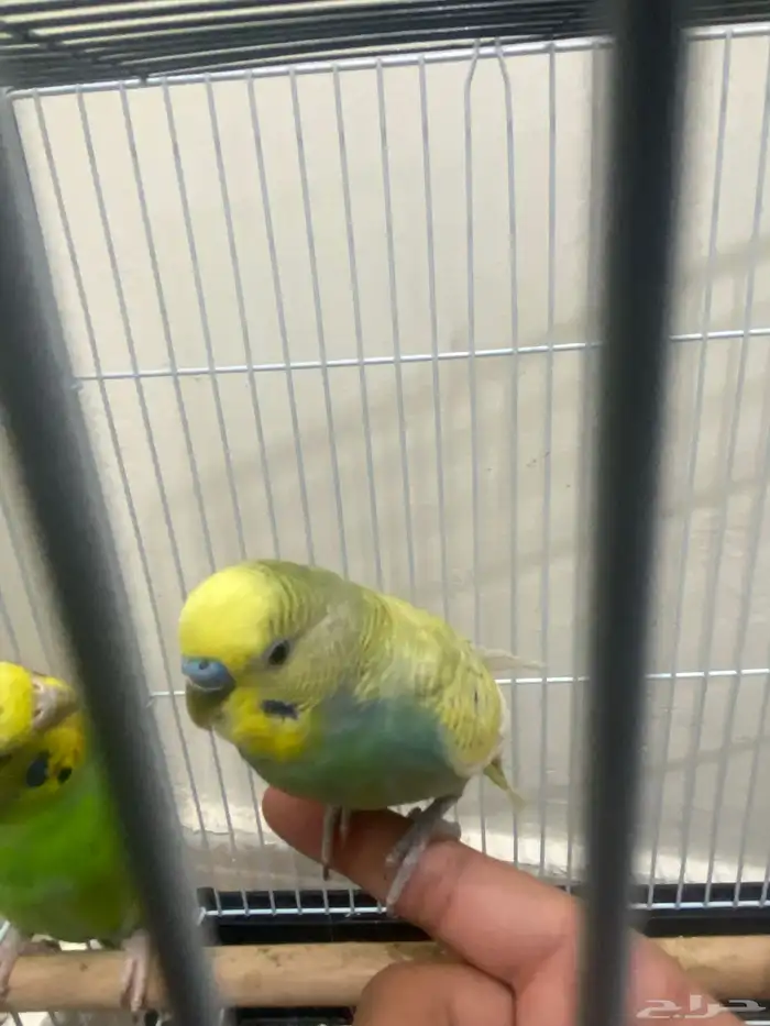 زوج بادجي استرالي صحه شرط السعر 95 العرض لفترة محدودة 2