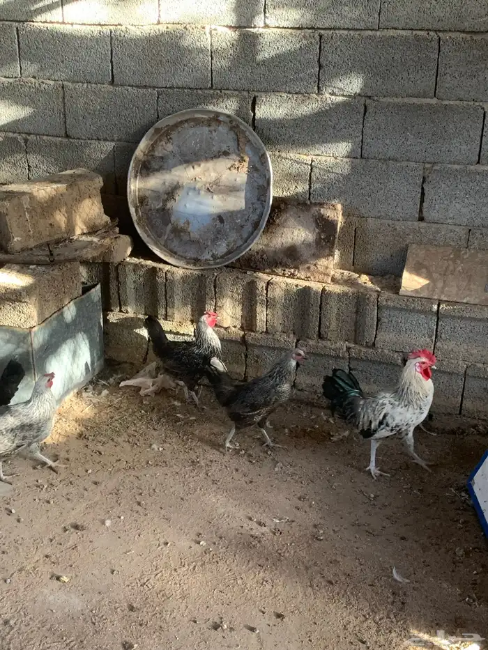 دجاج بلدي 19