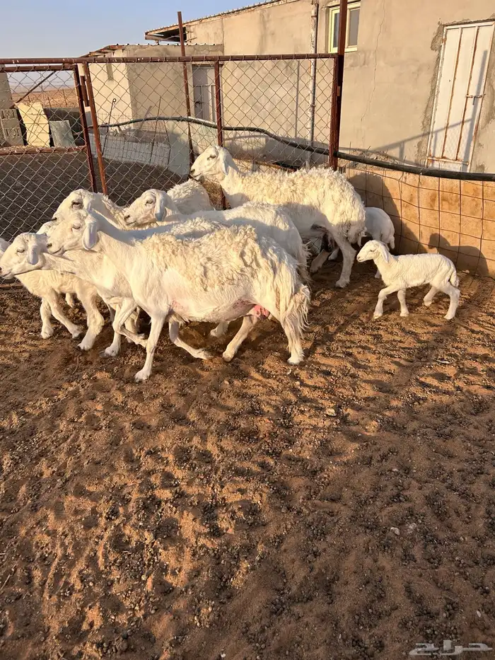 شياه حرية رغايث 2