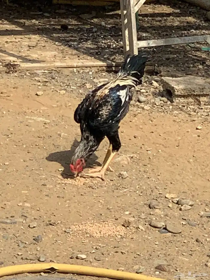 ديك 2