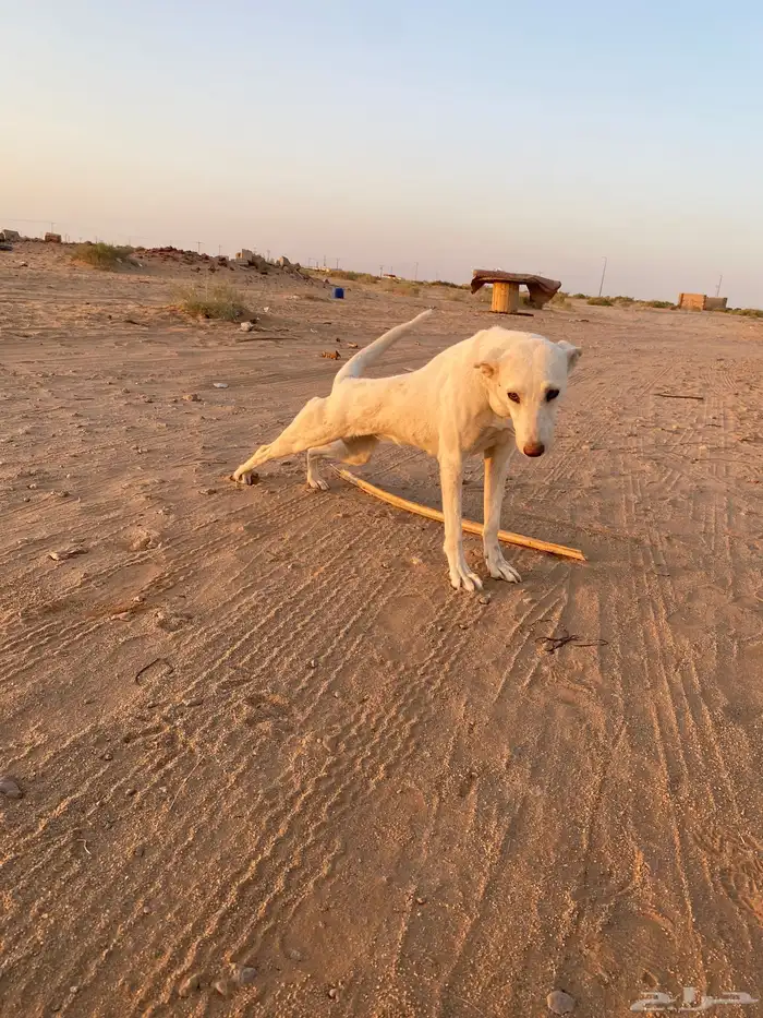 سلقه 0