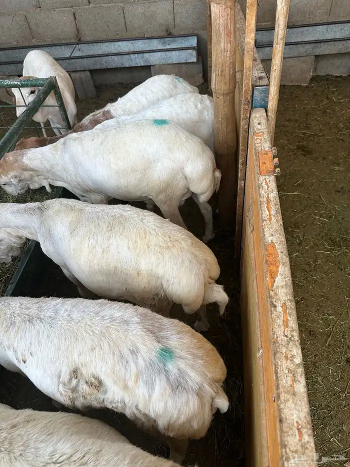 برابر مرابي طب وتخير السن جذع 0
