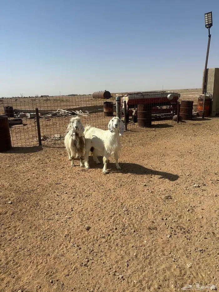 عنز حايل جمى 4