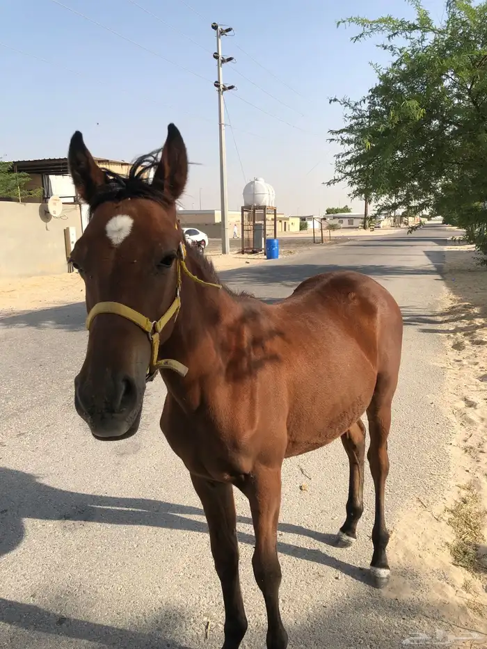مهر طيب العمر تسع اشهر 1000 3