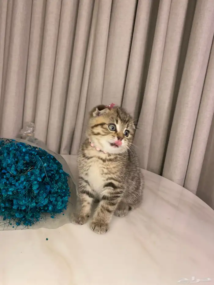 قطط للبيع سكوتش 3