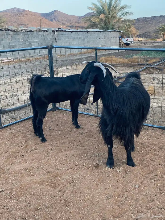 معزا مصريات تم البيع 5