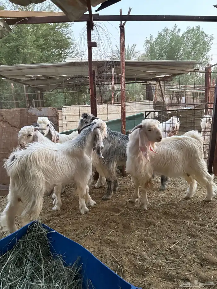 تيوس جذعان جبره طيبات المزاحمية غرب الرياض 1