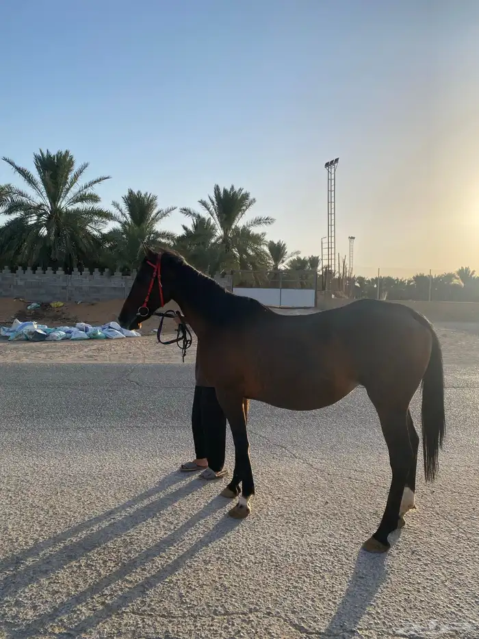 السلام عليكم ورحمة وبركاته افلح من ذكر الله وصلى على النبي 3