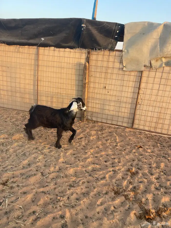 تيس تم البيع الله يبارك لهم 0