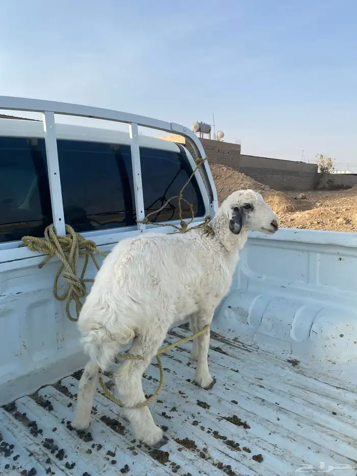 رخل طيبه 0