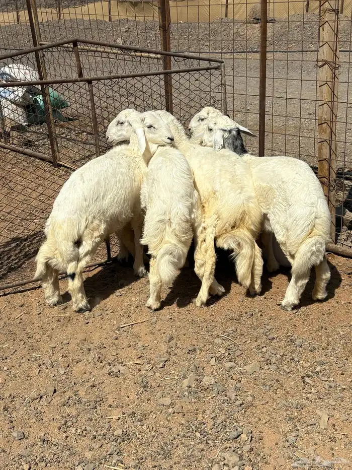 طليان 4