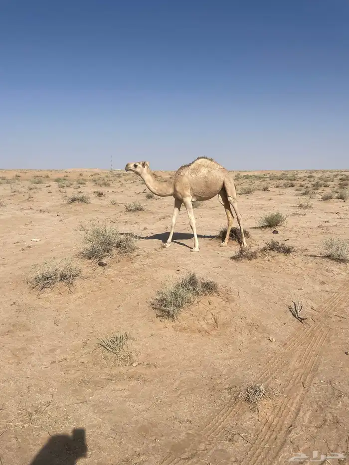 بكره شقحا طيبه شحم 2