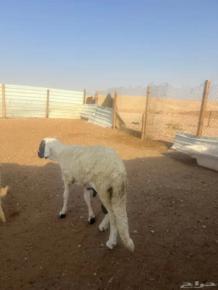 سواكن طليان جذع وجبر وشحم شررط 1