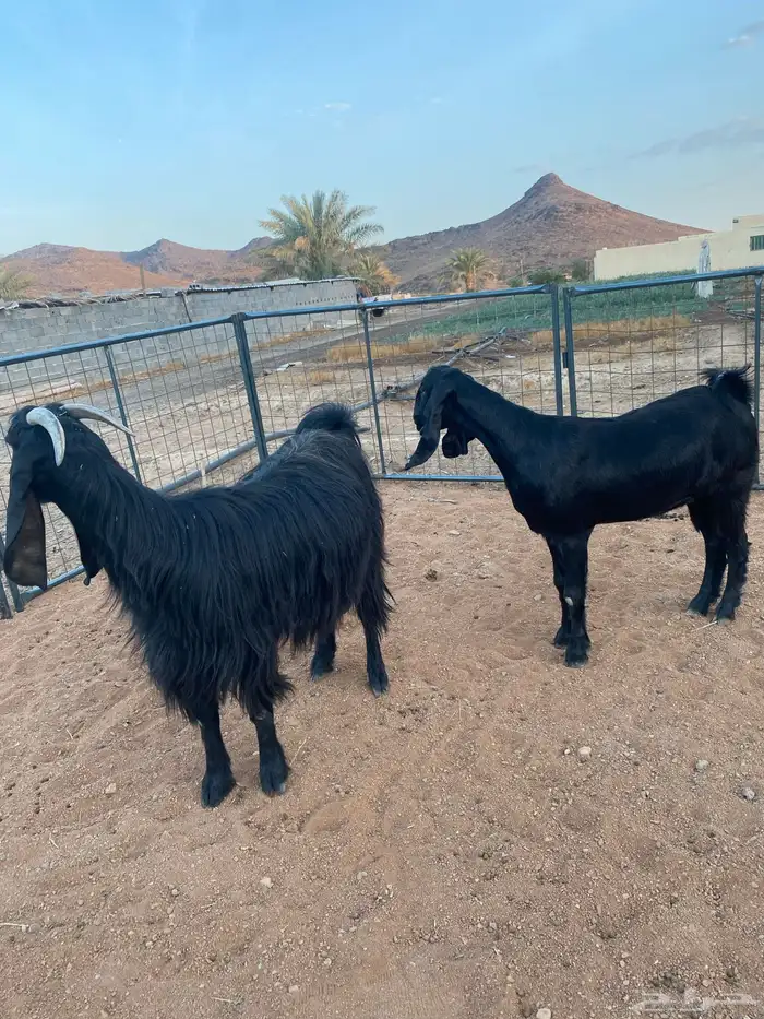 معزا مصريات تم البيع 6