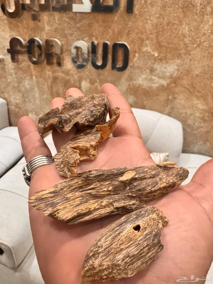 عود طبيعي بورمي غابات قديم دبل 0