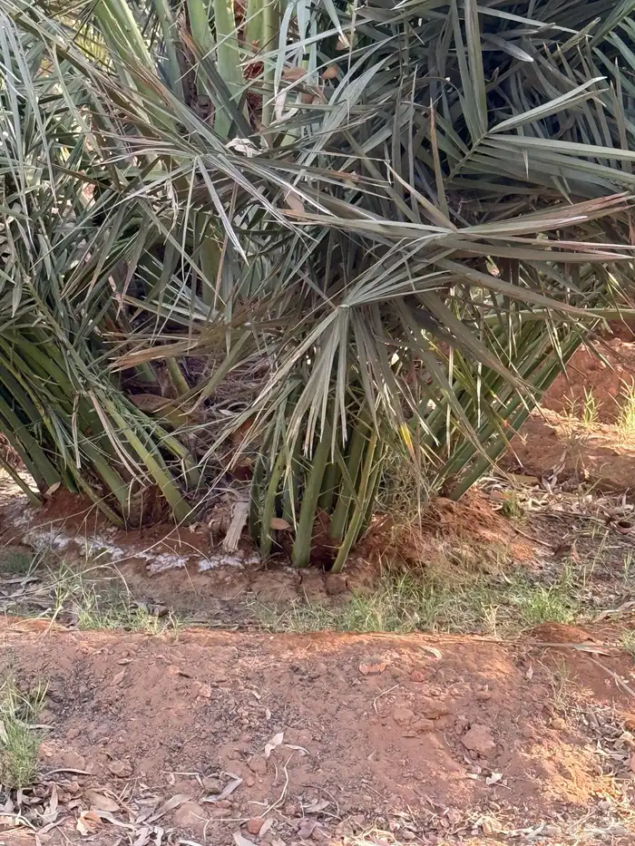 فراخ نخل فسايل صقعي 9