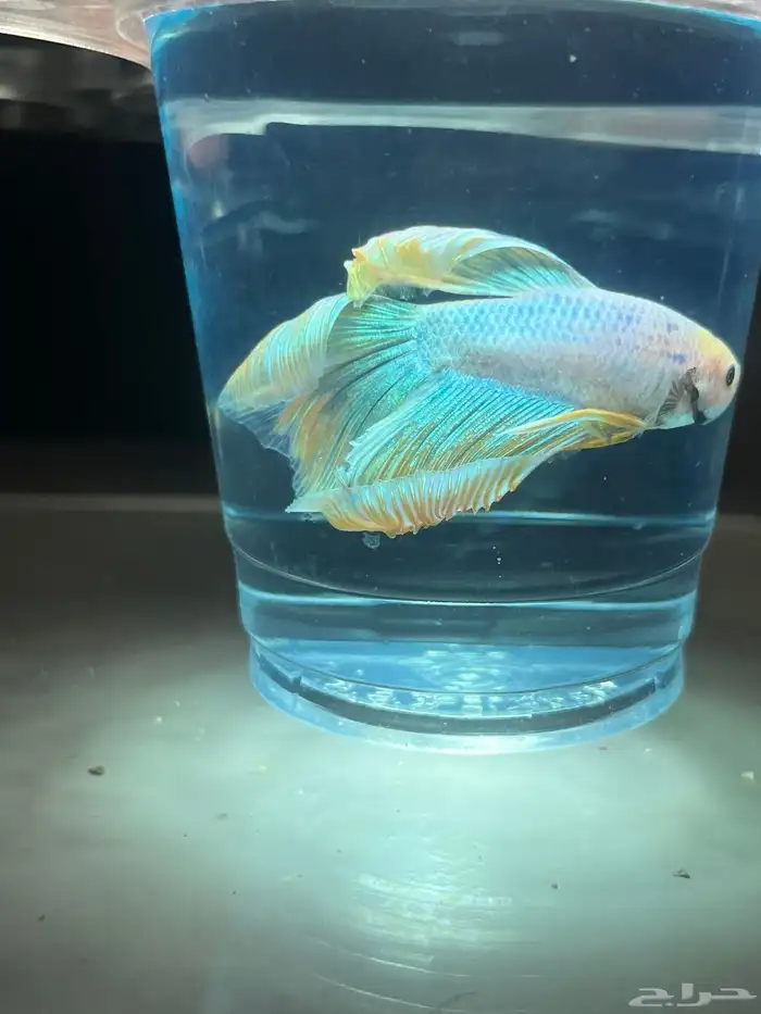 سمك زينة فايتر 3