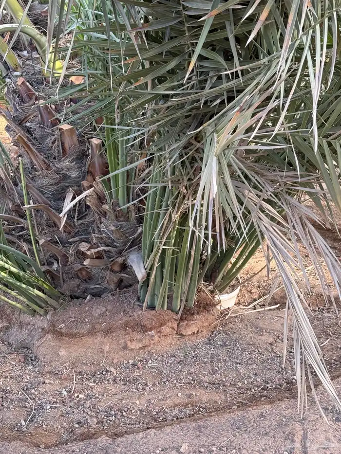 فراخ نخل فسايل صقعي 4