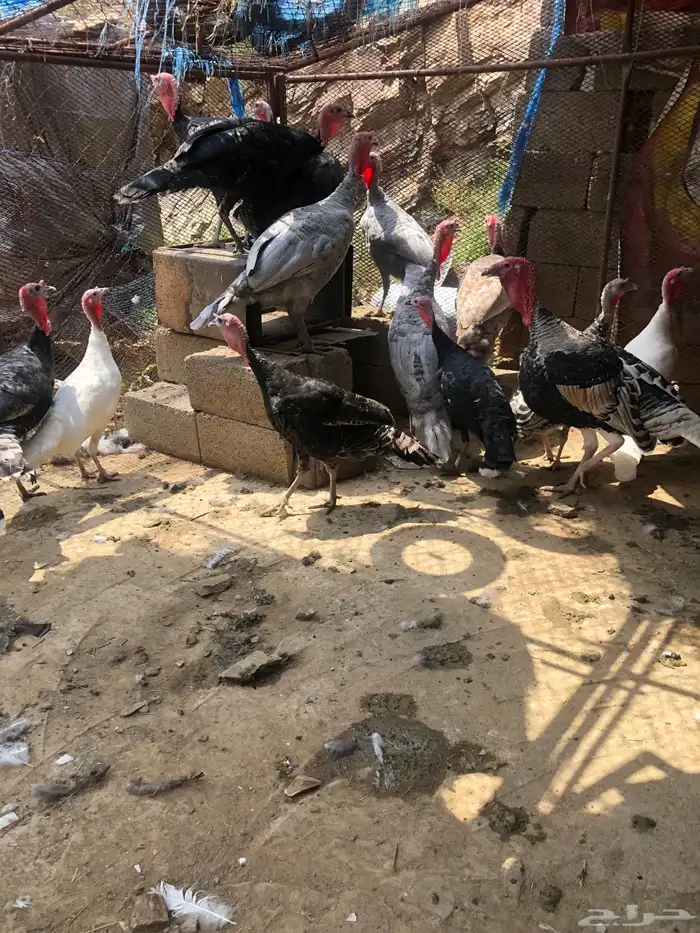دجاج رومي للبيع 3