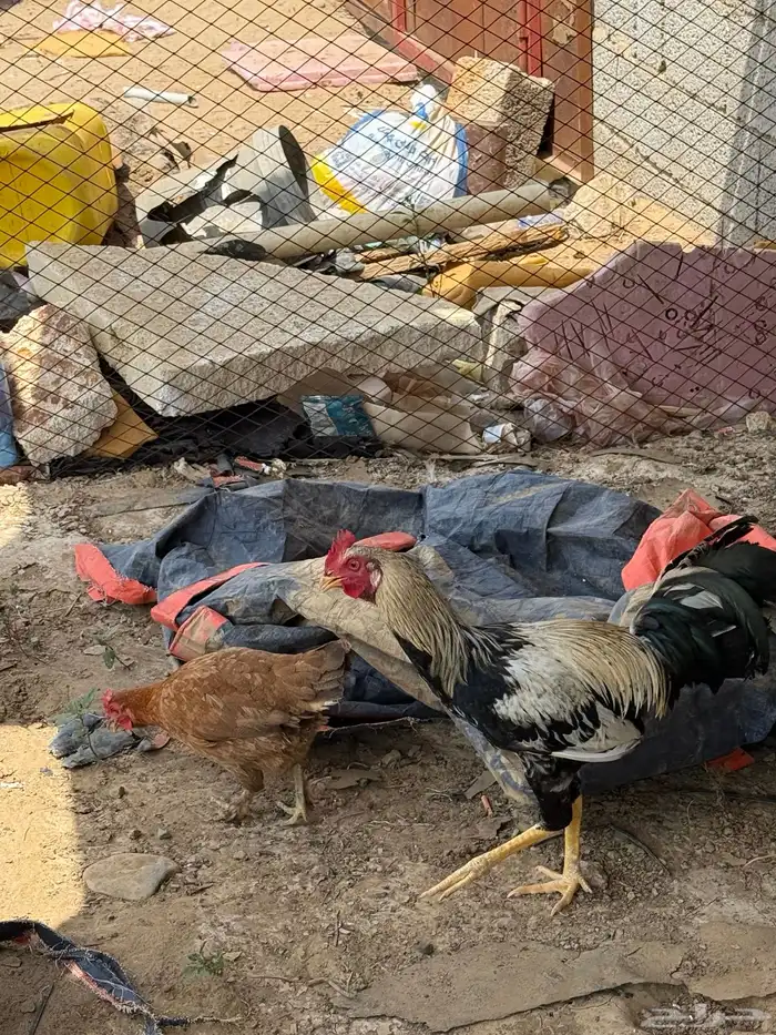 ديك وا دجاجة 0
