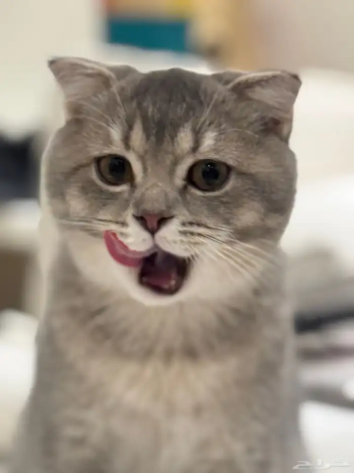 first class cats - قطط درجة أولى 12