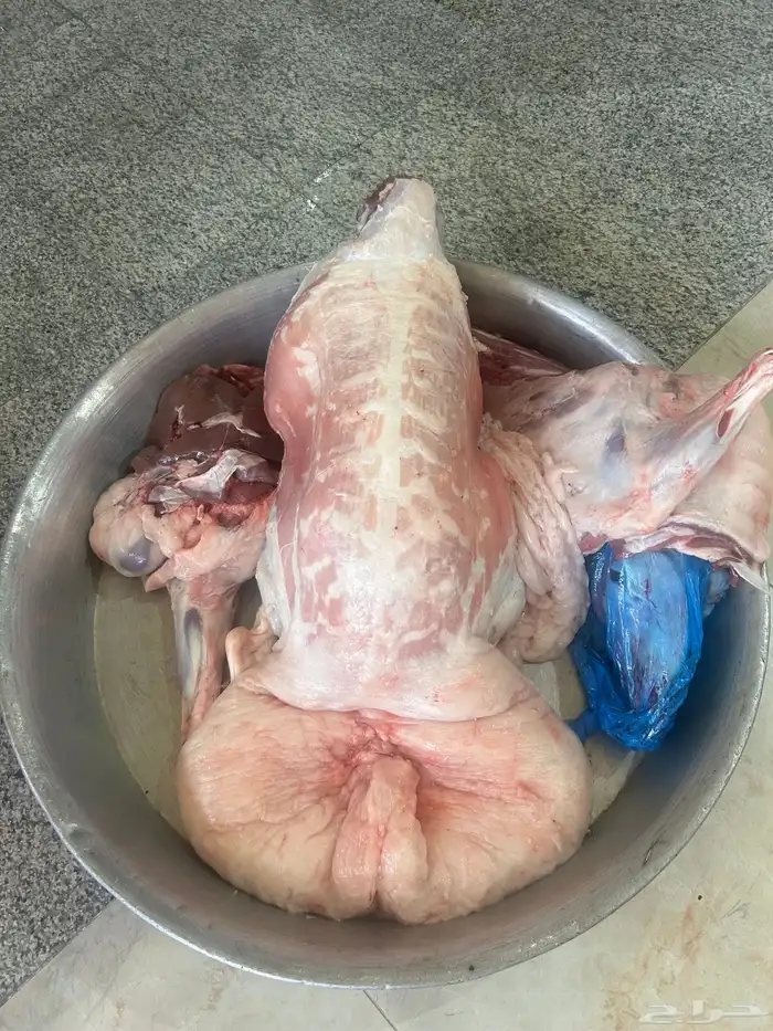 حريات كفو ثلاجه اومناسبات ونعيم فاخر جبر ناهي ووسط وهرافي 7