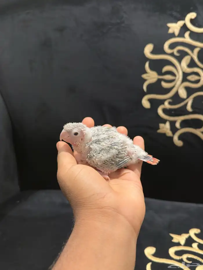 كنيور أناناس رد فاكتر 0