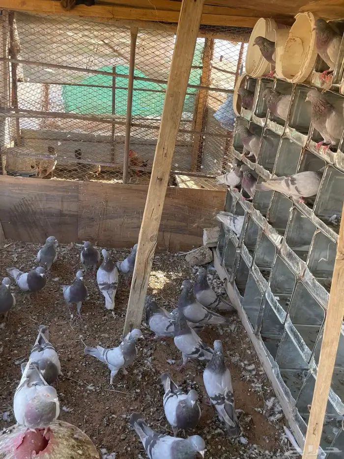 حمام سلفر طيب 0