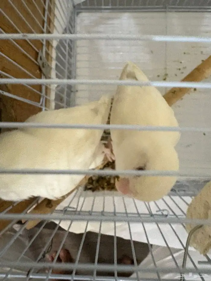 جوز روز البينو منتج تحته بيض (مكينه انتاج ماشاءالله) 4