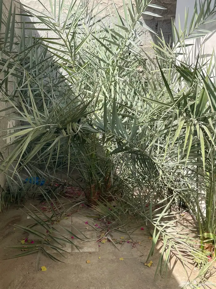 نخل للبيع شتلات 2