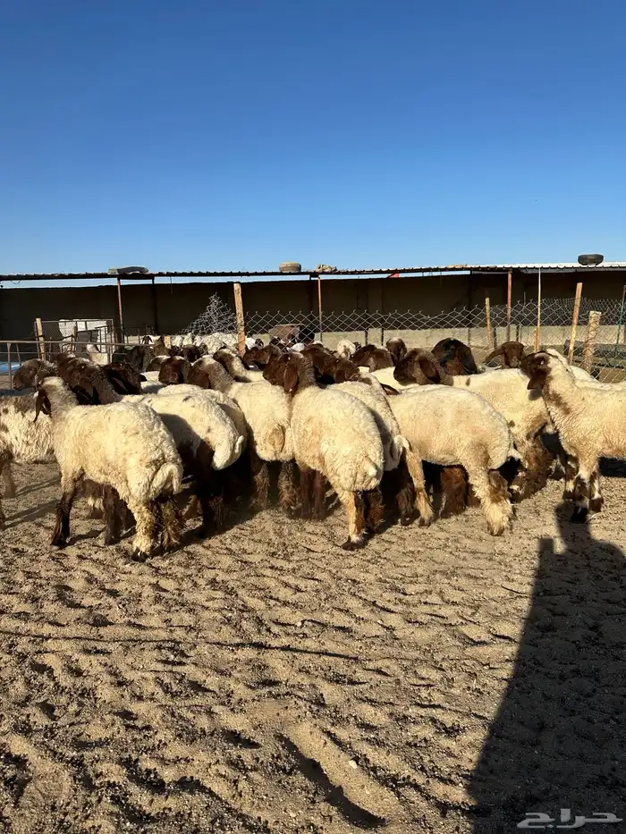 جذعات أنعيم صنف( تم البييع ) 0