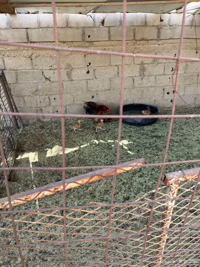 ديك بلدي 3