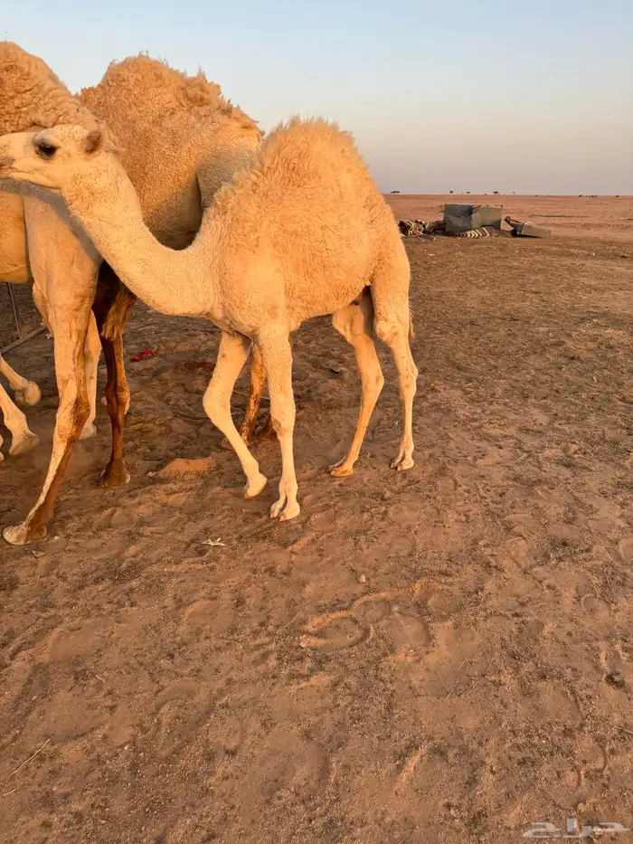 قعود 2